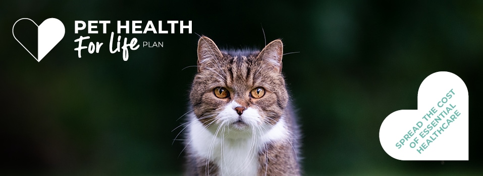 Cat Pet Heath for life plan from Palmerston Vets