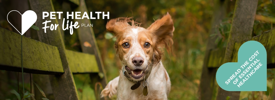 Dog Heath for life plan from Palmerston Vets